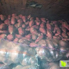 山东邹城苏薯8号红薯名优产品