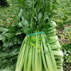 四川什邡美国西芹芹菜火热上市