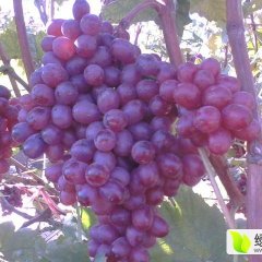 平度仁兆葛平5月红宝石无核葡萄