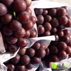 饶阳东万刘瑞康4月维多利亚葡萄