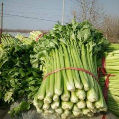 山东省济南市济阳县大量芹菜上市，颜色好