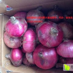 莘县洋葱品质优良,万吨安经理诚信合作