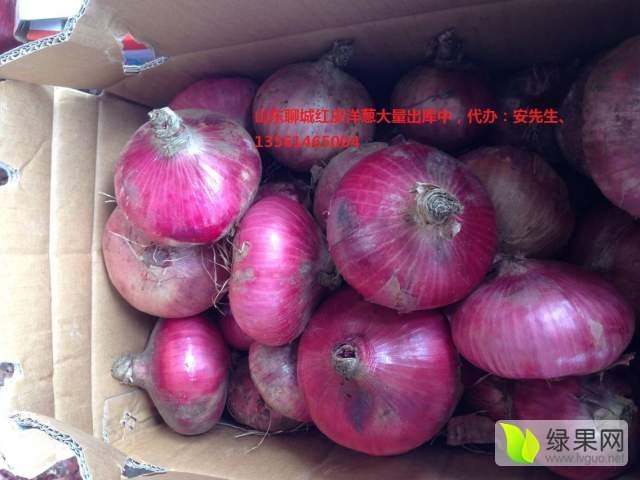2017年山东莘县红皮洋葱价格
