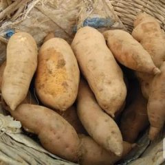 肥城本地大量出售西农431