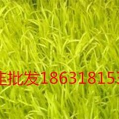 河北深州黄韭 韭菜馅饺子季节性强