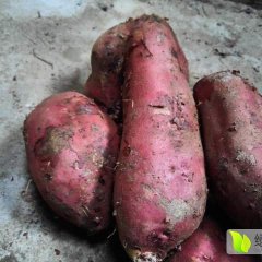 唐河城郊西 商薯19