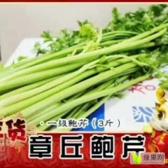 章丘辛寨高传胜12月章丘鲍芹芹菜