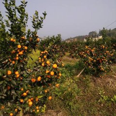 广西全州八月橘，可以上市了，质量好