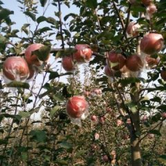 中华果都，山西临猗袋装红富士苹果