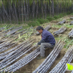 玉州甘蔗欢迎合作,樟木覃姐诚信合作