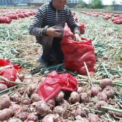 好消息，洋葱降价了！