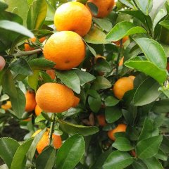 荔浦沙糖桔口感爽口,修仁莫家君诚信合作