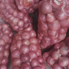 山东金乡红皮洋葱名优产品
