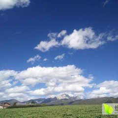 四川茂县圆叶莴苣香甜可口
