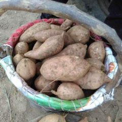 我处属于元氏县红薯专业种植基地