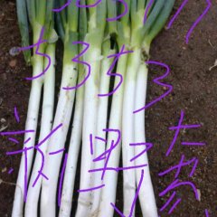 新野县万亩铁杆大葱大量