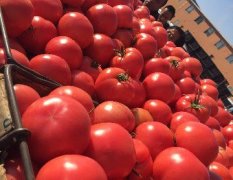 辽宁黑山供应大量西红柿！！一年四季不断货