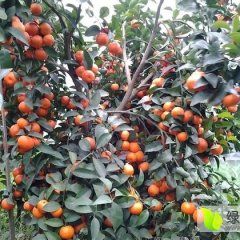 钟山石龙镇潘生12月代收沙糖桔