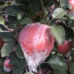 冰糖心红富士苹果大量上市