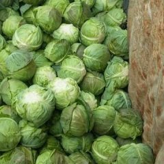 湖南君山中甘21甘蓝火爆招商中