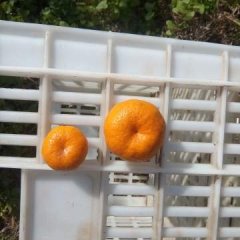 南丰柑橘