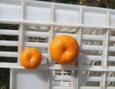 南丰柑橘