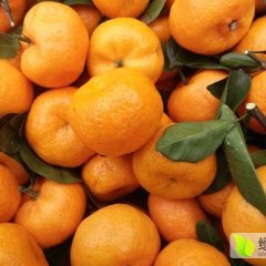 南丰市山谢四平10月南丰蜜桔柑橘