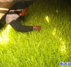 河北省辛集市南智邱镇朗口村韭菜价格