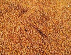 黄义饲料厂求购大量玉米