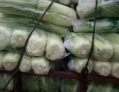 肥城白菜是名优特产,演南张尔栋诚信合作