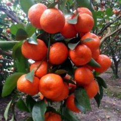 桂林，阳朔沙糖桔上市了，想要的来