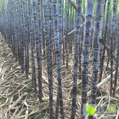 番禺甘蔗欢迎合作,榄核冯镜辉诚信合作