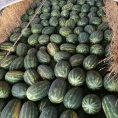 云南瑞丽 缅甸855西瓜果型大，皮毛好