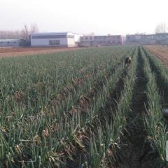 产地大葱哪里好，快来山亭找找看