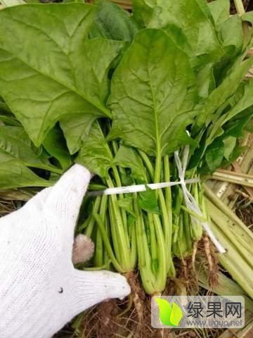 2016年河南通许大叶菠菜价格