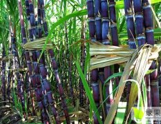 水城本村有大量自种的红皮甘蔗出售