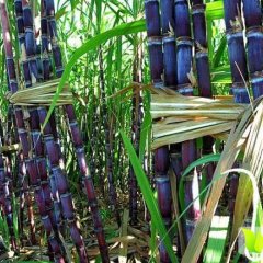 水城本村有大量自种的红皮甘蔗出售