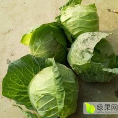 新野平包菜0.9元一斤 现已经上市