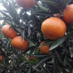 四川眉山寿柑，春见大量上市