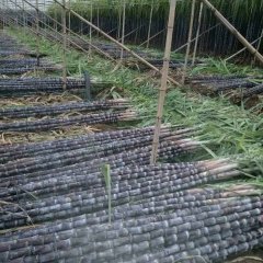 翁源甘蔗今年普遍质量不错