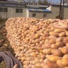 蒙城南瓜低价出售 如今南瓜后期
