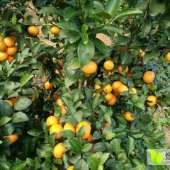 广西崇左市驮卢镇，砂糖桔就快下来了