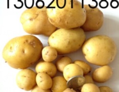 迷你马铃薯，黄心小土豆，袖珍土豆，中子土豆