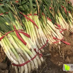 禹城市400亩大葱上市