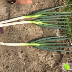 2019大葱价目前0.15