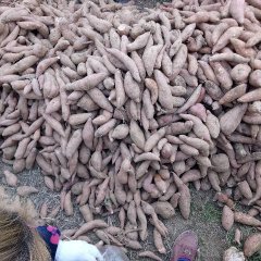 湖北宜城龙署九号红薯上货量大