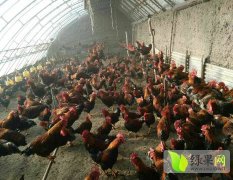 哈尔滨道里区土鸡鸡肉营养价值高