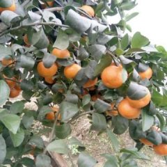 欢迎到广西桂林荔浦洽谈订购新鲜的沙糖桔