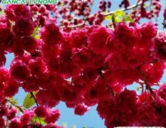 江西供应台湾牡丹樱 早樱晚樱品种 樱花行道树