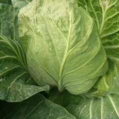 莒莒南县筵宾镇后下河村小北京甘蓝